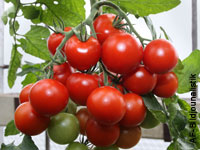 Tomaten