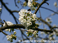 Obstbaumblüte